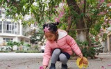 Ngỡ ngàng với con đường hoa ban đỏ trên quê lụa Hà Đông